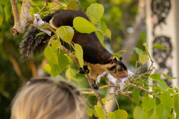 Sri Lankan giant squirrel seen in tree in natural native habitat, Bentota Beach, Sri Lanka