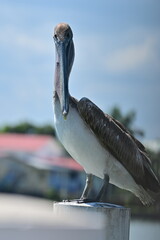 brown pelican in the carribean sea