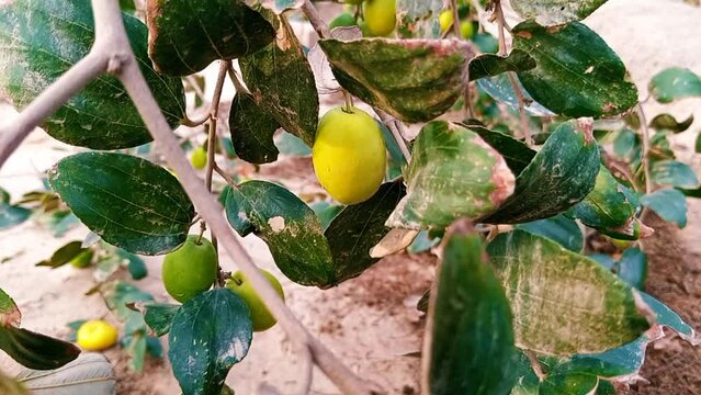 green fruits on tree branches with vibrant leaves in outdoor farm environment