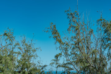 Casuarina equisetifolia, commonly known as coastal she-oak, horsetail she-oak, ironwood, beach sheoak, beach casuarina or whistling tree，Kahekili Hwy, Wailuku, Maui Hawaii. Olivine Pools trail.