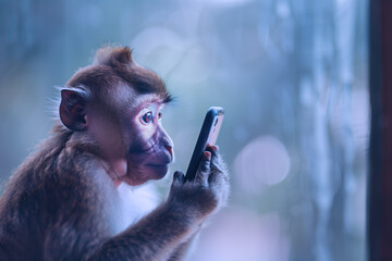 スマートフォンに夢中になる猿。習慣の問題をコンセプトにしたアート - obrazy, fototapety, plakaty
