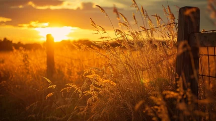 Fotobehang Golden grass by farm gate at sunset generative ai © Francheska