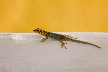 Yellow-headed gecko Lygodactylus luteopicturatus - looks like a fake or an AI creation... it is not...