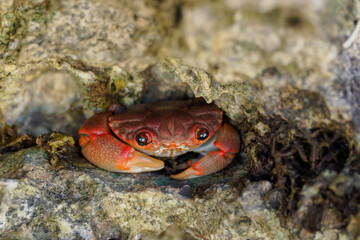The red crab (Gecarcoidea natalis) is a species of land crab that is endemic to Christmas Island and the Cocos (Keeling) Islands in the Indian Ocean. Zanzibar