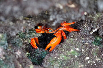The red crab (Gecarcoidea natalis) is a species of land crab that is endemic to Christmas Island...