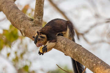 Close up shot of a Sri Lankan giant squirrel seen in tree feeding on a banana in natural native...