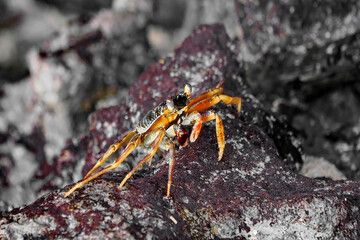 The palm crab (Birgus latro) belongs to the order of decapods (Decapoda). It has a wide cephalothorax and five pairs of legs, the first of which are pincers.. Zanzibar