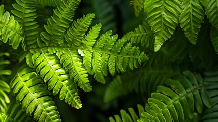 Fototapeta na wymiar Green leaves of tree ferns generative ai