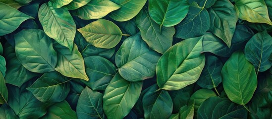 This close-up shows a wall covered entirely with green leaves, creating a lush and vibrant natural backdrop. The leaves are tightly packed together, forming a dense and textured surface.