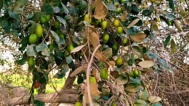 cluster of small green fruits hanging on a tree with dense foliage in rural farmland