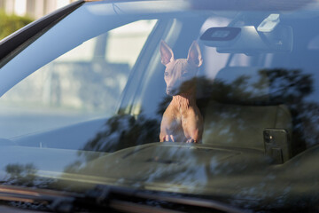 American Hairless Terrier in Vehicle, captures this breed's distinct appearance as it looks out from a car, with urban reflections on the window