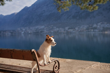 Jack Russell Terrier dog sits on a bench, gazing across the calm waters with mountains framing the...
