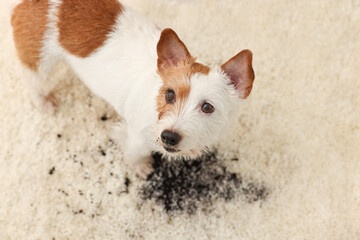 Cute dog near mud stain on rug indoors, above view