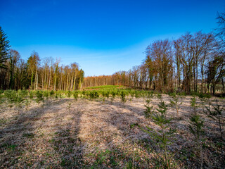 Wiederaufforstung im Mischwald