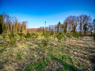 Wiederaufforstung im Mischwald