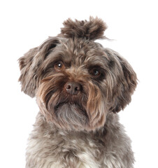 Cute Maltipoo dog on white background. Lovely pet