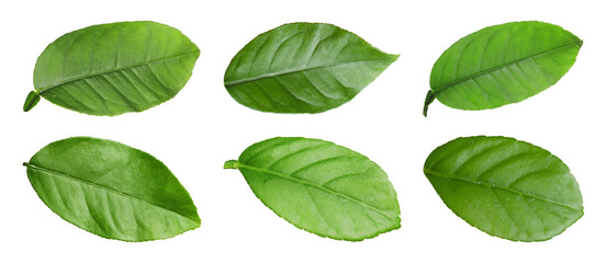 Green leaves of lemon tree isolated on white, set