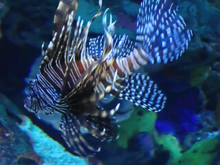 Lion Fish underwater