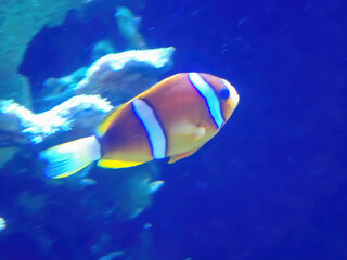 Fish swimming under water