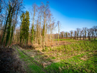 Wiederaufforstung im Mischwald