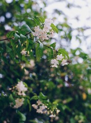 Wrightia religiosa Benth. It is a small white flower, very fragrant. Flower in the garden in the morning. 