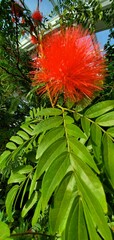 red and green floral plant