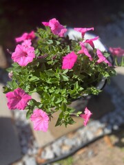 Potted plants in time for spring