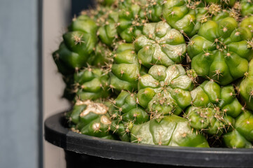 Cropped shot of Gymnocalycium Damsii cactus having sunburned problem.