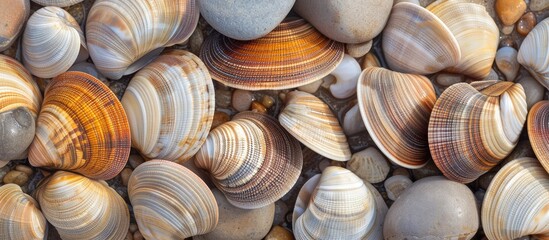A cluster of various seashells, including beach clams, is showcased up close, displaying their unique shapes, colors, and textures. Each shell is intricately detailed, with patterns and ridges visible