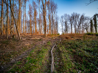 Holzreste von der Baumfällung