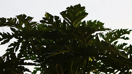 Papaya tree plants that are already bearing fruit. The color of the fruit is green after it is ripe and becomes orange.