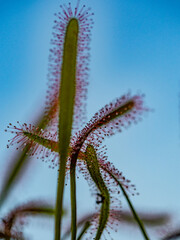 Naklejka premium Sonnentau Fleisch fressende Pflanze