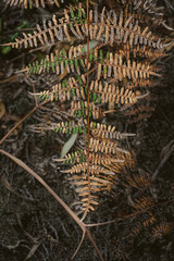 close up of a fern