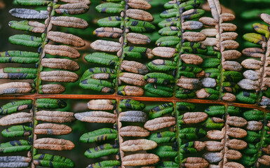 close up of green fern