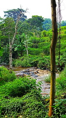 The view of the rural area is still completely green, fresh and calm.