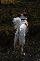 white dog running