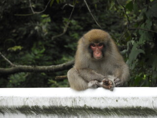 ガードレール上の野生のニホンザル