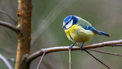 Blue Tit, Cyanistes Caeruleus, bird in forest at winter time