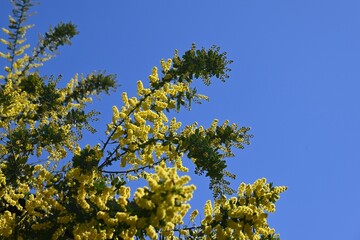 Cootamundra wattle ( Acacia baileyama ) flowers. Fabaceae evergreen tree native to Australia. Blooms many yellow flowers in spring.