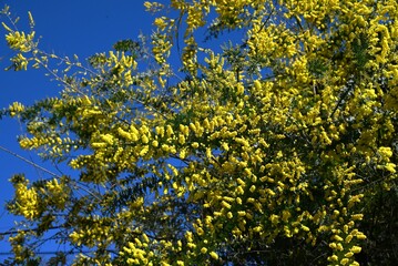 Cootamundra wattle ( Acacia baileyama ) flowers. Fabaceae evergreen tree native to Australia. Blooms many yellow flowers in spring.