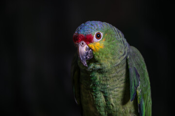 loro verde de Chiapas México