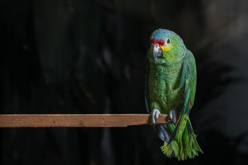 loro verde de Chiapas México