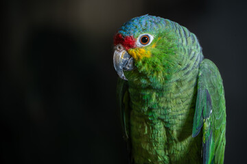loro verde de Chiapas México