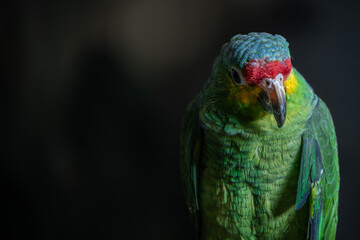 loro verde de Chiapas M&eacute;xico