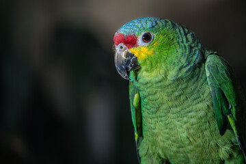 loro verde de Chiapas México