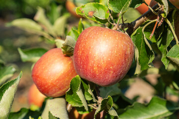jonagold Apples ripening on the branch between green leaves