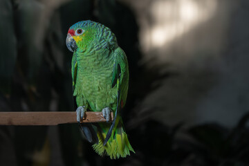loro verde de Chiapas México