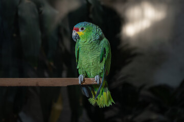 loro verde de Chiapas México