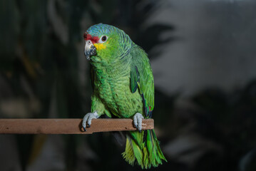 loro verde de Chiapas México