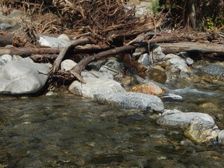 stream in the forest